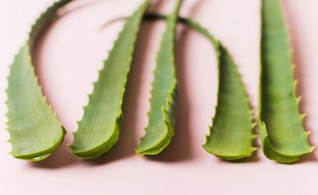 Aloe vera: beneficii si mod de utilizare pentru a-ti spori frumusetea